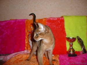 Продается абиссинский котенок - Изображение #2, Объявление #342169