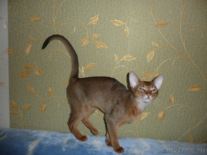 Продается абиссинский котенок - Изображение #4, Объявление #342169