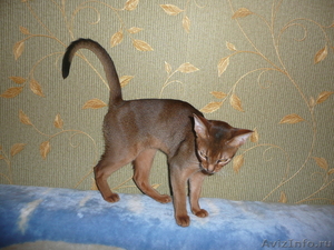 Продается абиссинский котенок - Изображение #5, Объявление #342169
