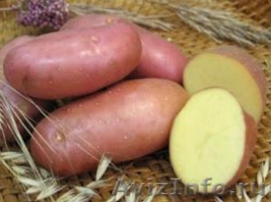 Картофель крупный оптом - Изображение #1, Объявление #384797