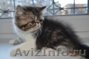 котята экзотов и персов - Изображение #1, Объявление #419630