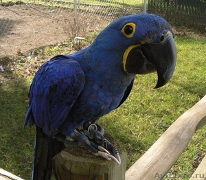 Гиацинт ара попугаев - Изображение #1, Объявление #448461