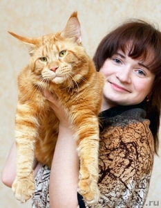 Котята Мейн Кун - Изображение #2, Объявление #122007