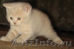 Британских котят - Изображение #1, Объявление #554018