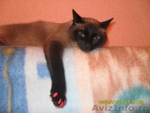 Антицарапки для кошек разноцветные - Изображение #3, Объявление #631383