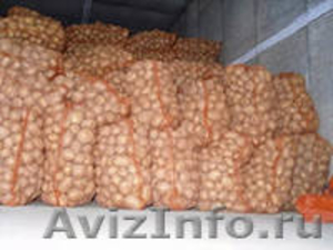 картофель нового урожая 2012 - Изображение #1, Объявление #781557