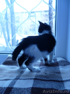 Отдам черно-белого котенка (мальчик, 1,5 мес) - Изображение #2, Объявление #784874