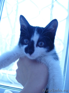 Отдам черно-белого котенка (мальчик, 1,5 мес) - Изображение #1, Объявление #784874