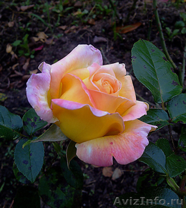 Предлагаем адаптированные к сибирскому климату  саженцы роз в ассортименте - Изображение #3, Объявление #896081