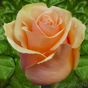 Предлагаем адаптированные к сибирскому климату  саженцы роз в ассортименте - Изображение #5, Объявление #896081