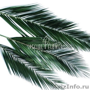 Стабилизированные растения оптом Сибирь - Изображение #1, Объявление #1016520