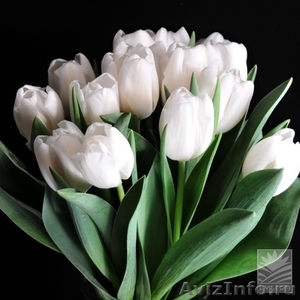 Голландские тюльпаны оптом к 8 марта 2015 - Изображение #6, Объявление #1210964