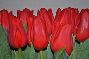 Голландские тюльпаны оптом к 8 марта 2015 - Изображение #2, Объявление #1210964
