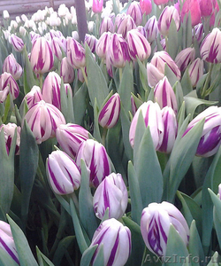 Голландские тюльпаны оптом к 8 марта 2015 - Изображение #5, Объявление #1210964