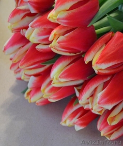 Голландские тюльпаны оптом к 8 марта 2015 - Изображение #4, Объявление #1210964