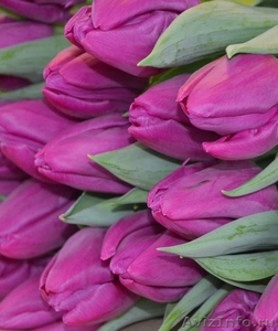 Голландские тюльпаны оптом к 8 марта 2015 - Изображение #3, Объявление #1210964