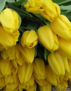 Голландские тюльпаны оптом к 8 марта 2015 - Изображение #1, Объявление #1210964