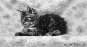 Котята Мейн Куна! - Изображение #2, Объявление #1291707