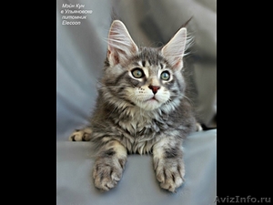 Котята мейн кун продажа - Изображение #1, Объявление #1451146