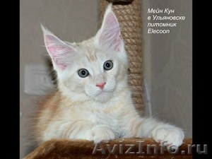Котята мейн кун продажа - Изображение #4, Объявление #1451146