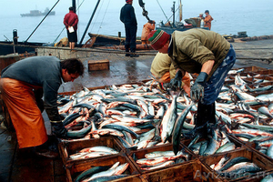 Рыбообработчики на заводы Дальнего Востока - Изображение #4, Объявление #1545183