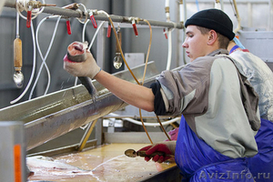 Обработчики рыбы Камчатка, Курилы, Сахалин - Изображение #2, Объявление #1550830