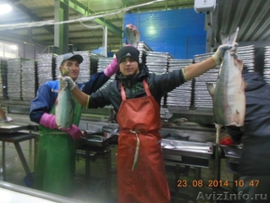 Обработчики рыбы Камчатка, Курилы, Сахалин - Изображение #3, Объявление #1550830