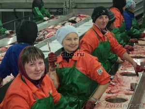 Обработчики рыбы Камчатка, Курилы, Сахалин - Изображение #4, Объявление #1550830