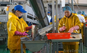 Обработчики рыбы Камчатка, Курилы, Сахалин - Изображение #5, Объявление #1550830