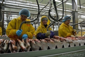 Рыбообработчики, рыбаки на заводы - Изображение #1, Объявление #1570015