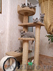 Британские котята от Фан Кейси - Изображение #2, Объявление #1598600